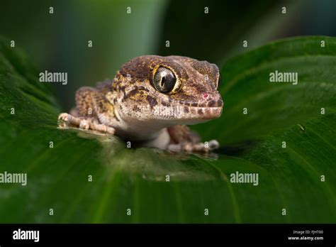 Madagascan Ground Gecko Paroedura Pictus Stock Photo Alamy