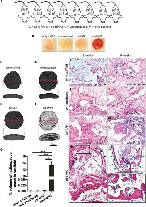 Over Expression Of Bmp2 Induced Ectopic Bone Formation In Download