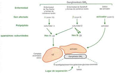 Br Lab Genomics Enfermedades Metab Licas Cong Nitas Gangliosidosis