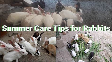 How To Keep Your Rabbits Cool In Summer Summer Care Tips For Rabbits