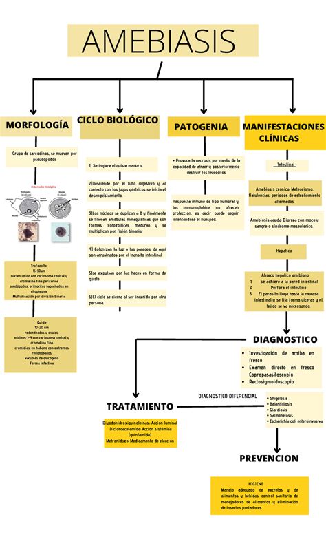 Amebiasis MORFOLOGÍA AMEBIASIS CICLO BIOLÓGICO MANIFESTACIONES