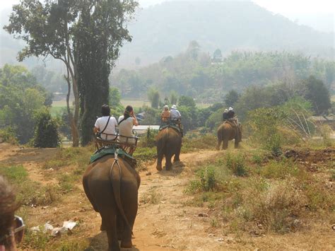 Dave Mac's Korean Adventure: Jungle Trekking in Chiang Mai (Thailand)