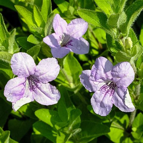 Native Illinois Prairie Flowers / The Peak Of The Prairie Plants To ...