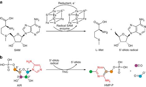 Radical Sam Reactions And Thic A Canonical Radical Sam Reaction