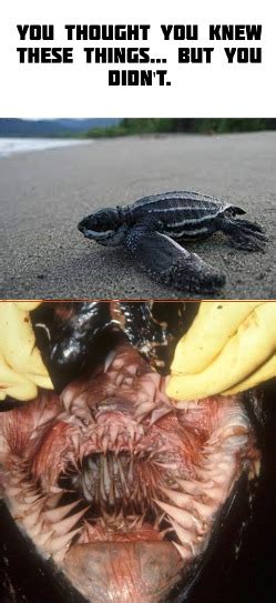 mouth meme  switchyitup memedroid