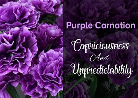 Purple Carnation Flower Meaning