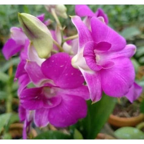 Anggrek Dendrobium Burana Pink Dewasa Lazada Indonesia