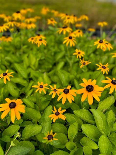 Rudbeckia Tomentosa Sweet Black Eyed Susan Long Island Natives