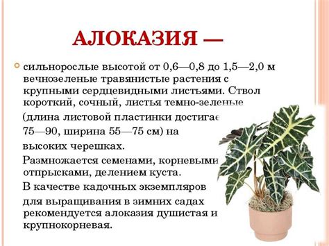 Цветок "Алоказия": описание, фото, уход в домашних условиях