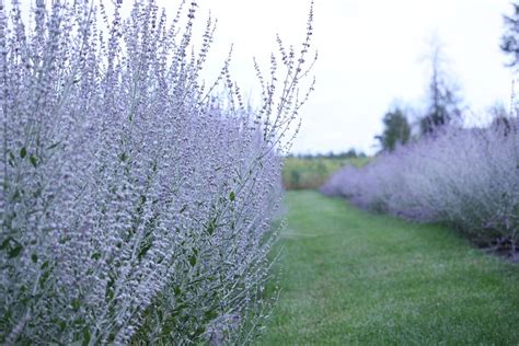 fall-pruning-perennials-russian-sage Fairy Circle Garden