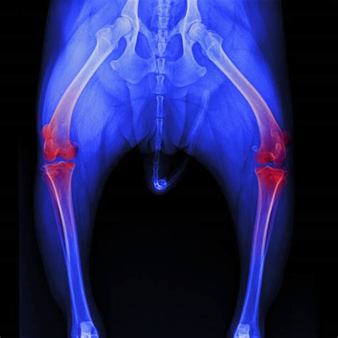 280+ X Ray For Leg Of Dog Stock Photos, Pictures & Royalty-Free Images ...