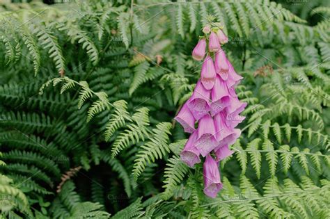 Flowers and Ferns | High-Quality Nature Stock Photos ~ Creative Market