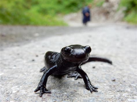 Salamandra Atra Alpine Salamander