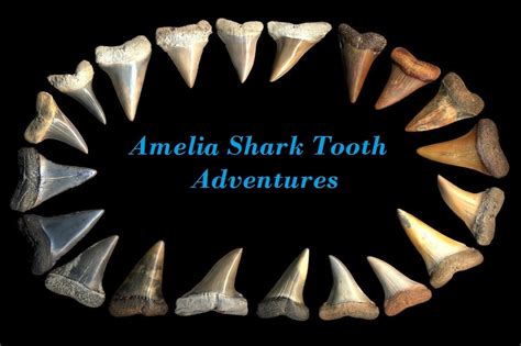 Shark Tooth Identification Chart