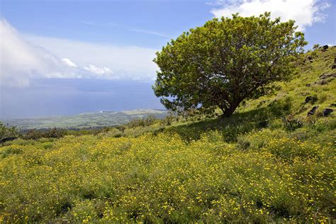 Kuapo Gap And Tree Photograph By Jenna Szerlag Fine Art America