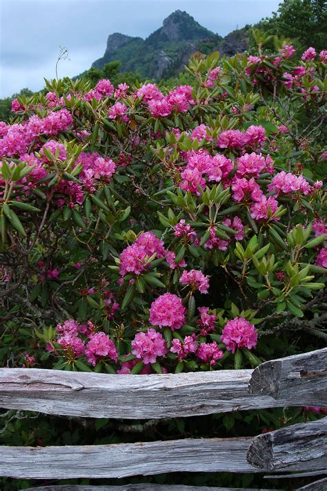 Grandfather Mountain welcomes iconic rhododendron blooms | Mountain Xpress