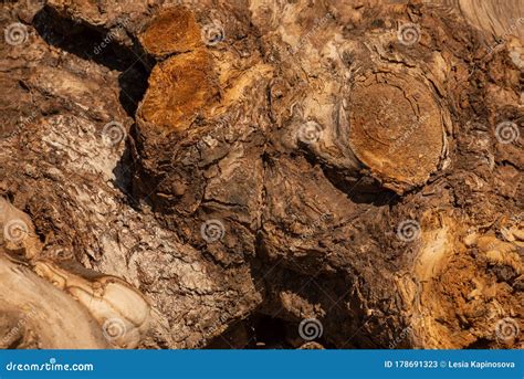 Old Tree Bark Texture Tree Detail Texture Stock Image Image Of