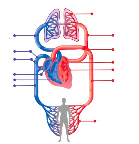 Labels of double-circulatory system Diagram | Quizlet