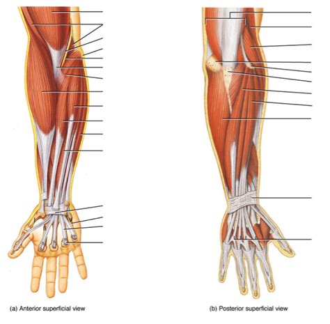 Anatomy Muscles Muscles That Move The Hand Diagram Quizlet