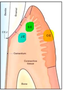 The Normal Periodontium Affects Of Aging On Periodontium Flashcards