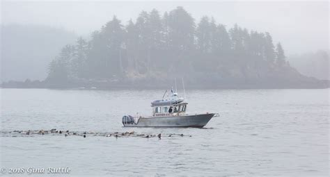 Sitka Wildlife Tours, Whale Watching, Bird Watching - Esther G Sea Taxi ...