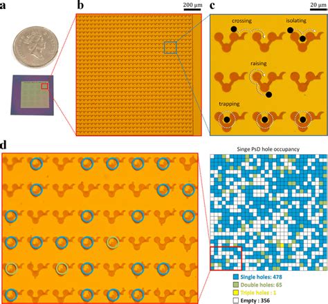 Throughput Efficiency Of PsD Holes A The Microfabricated Chip Contains