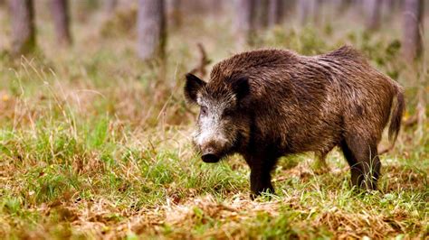 КАБАН ᐈ Фото и описание