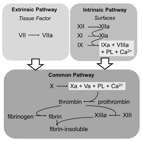 Intrinsic Pathway Vs Extrinsic Pathway