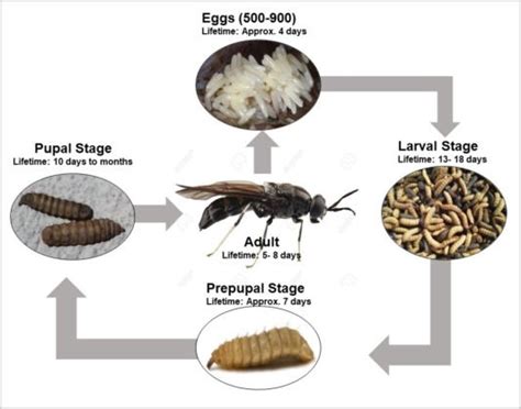 Black Soldier Fly Larvae Benefits Care And Storage Tips Promeal