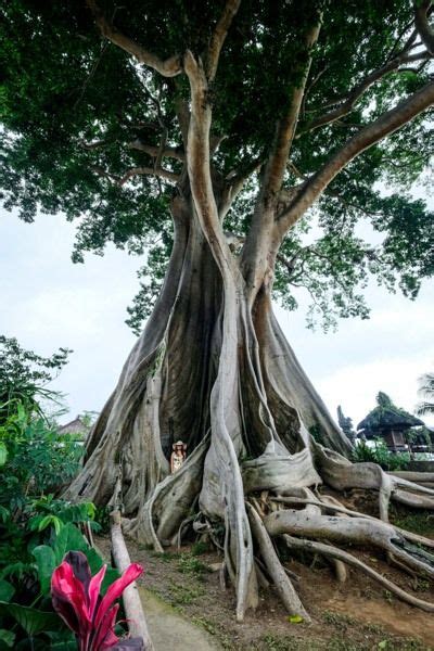 Kayu Putih Giant Tree Ancient Kapok Tree In Tabanan Bali Giant