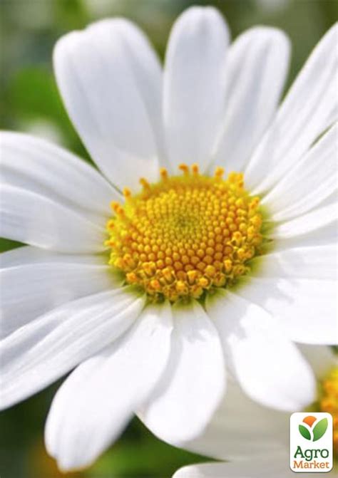 Нивяник (ромашка) "Белый танец" ТМ "Vesna Exclusive" 0,5г купить почтой ...