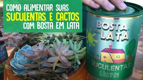 Como Alimentar Suas Suculentas E Cactos Bosta Em Lata Youtube