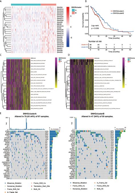 Frontiers Identification And Validation Of Snhg Gene Signature To