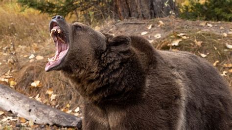 Grizzly bear filmed brutally mauling black bear in rare footage ...