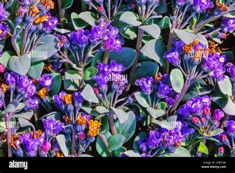 Oyster Plant Mertensia Maritima A Flowering Plant In The Arctic