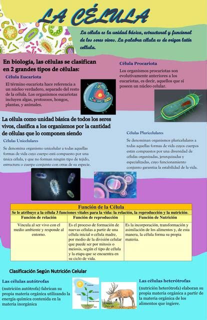 La C Lula Agronomia Udocz