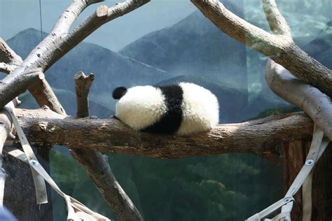 Perfect Perch Mei Lan Sept 3 2007 Zoo Atlanta Paulette Flickr