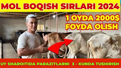 Uy Sharotida Mol Boqish Sirlari Qanday Rejimda Yemlash Kerak Youtube