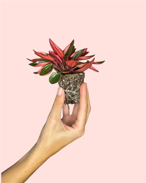 Peperomia Caperata Rosso Mini Comprar Online Pur Plant