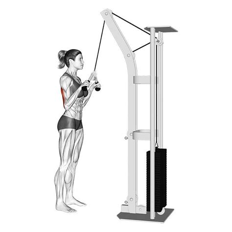 Cable Pushdown: Benefits, Muscles Worked, and More in 2024 | Tricep pushdown, Triceps, Muscle