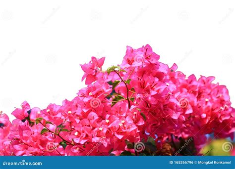 Linda Bougainvillea Vermelha Rosa Florescente Isolada Em Fundo Branco