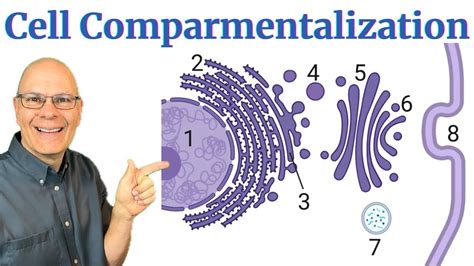 Finally Understand Cellular Compartmentalization The Endomembrane