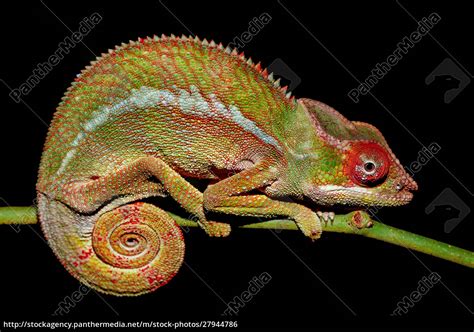 Panther Cham Leon Furcifer Pardalis Madagaskar Stock Photo