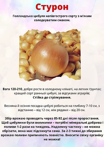 Лук севок Sturon(Лук Стурон) 10/21 1 кг (ID#1789530808), цена: 130 ...