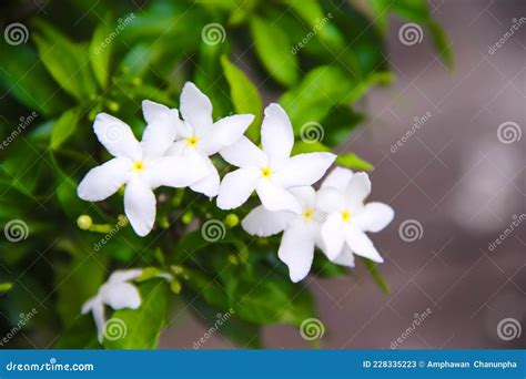 Top View White Sampaguita Jasmine Blooming With Bud Inflorescence And