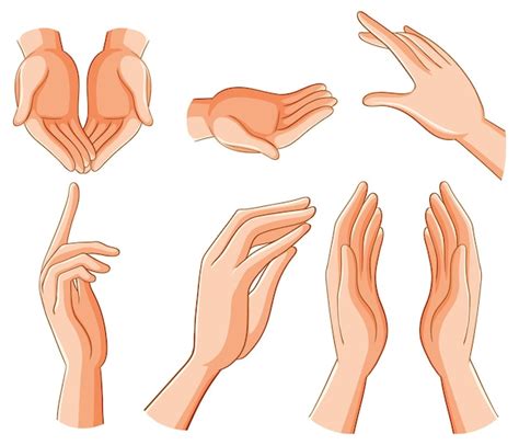 Conjunto De Manos Humanas En Diferentes Posiciones Y Gestos Vector