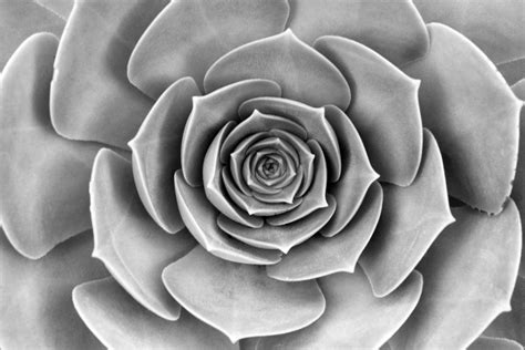 black and white, close up view, minimal, nature, plant, succulents, symmetrical 4k wallpaper ...