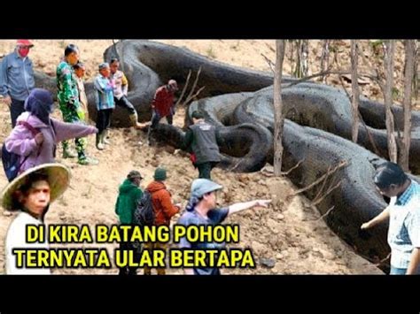 Nyatagegerkan Warga Dikira Batang Pohon Ternyata Ular Sedang Bertapa