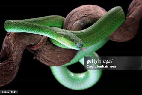 White Viper Snake Photos and Premium High Res Pictures - Getty Images