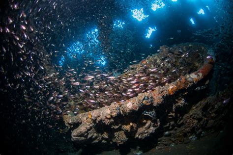 Ss Yongala Wreck Dive East Coast Tours Australia